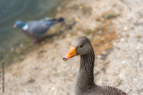Greylag Goose looking left, soft focus with pigeon in background.