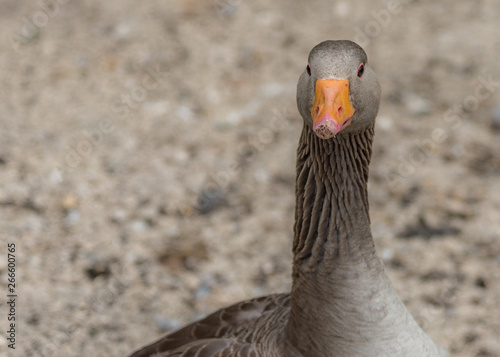 Goose. Greylag goose facing towards shot with blurred background.