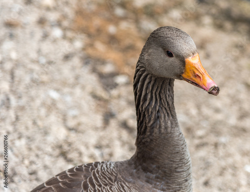 Goose. Greylag goose facing right with copy space.