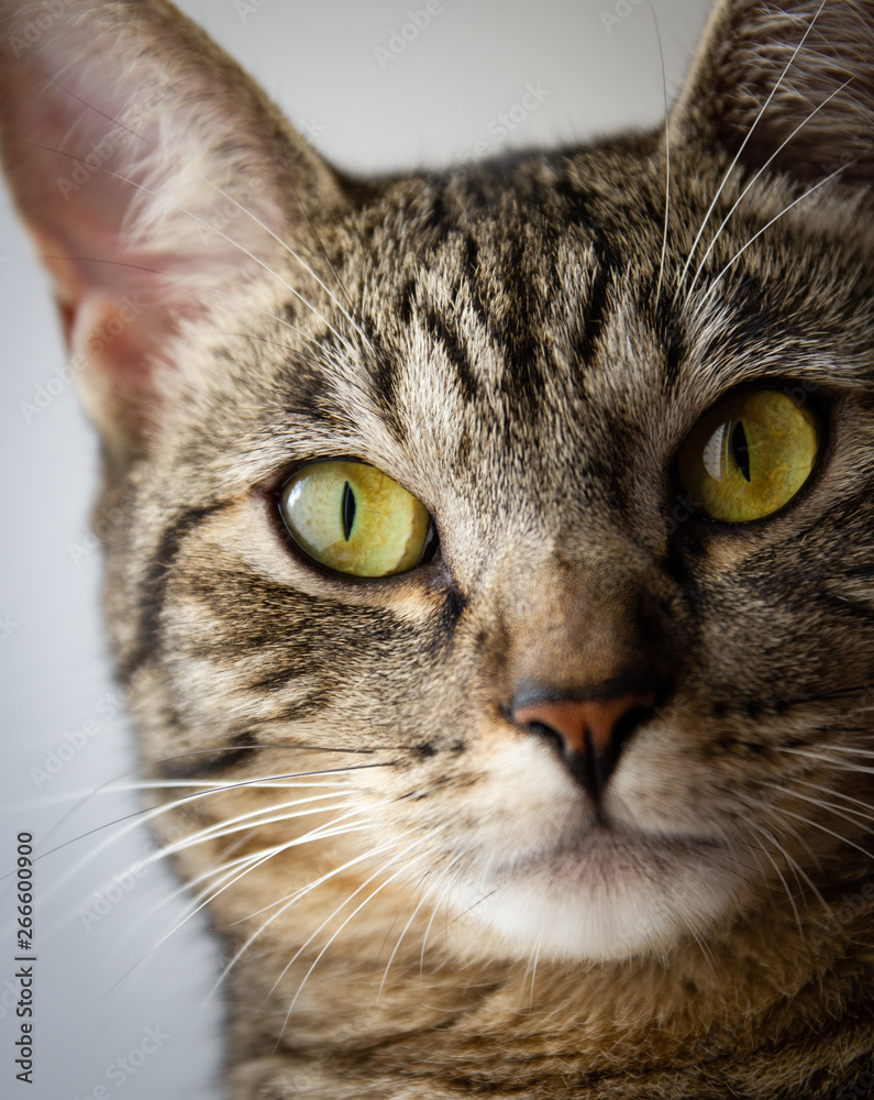 Beautiful feline cat at home close-up Beautiful feline cat at home close-up