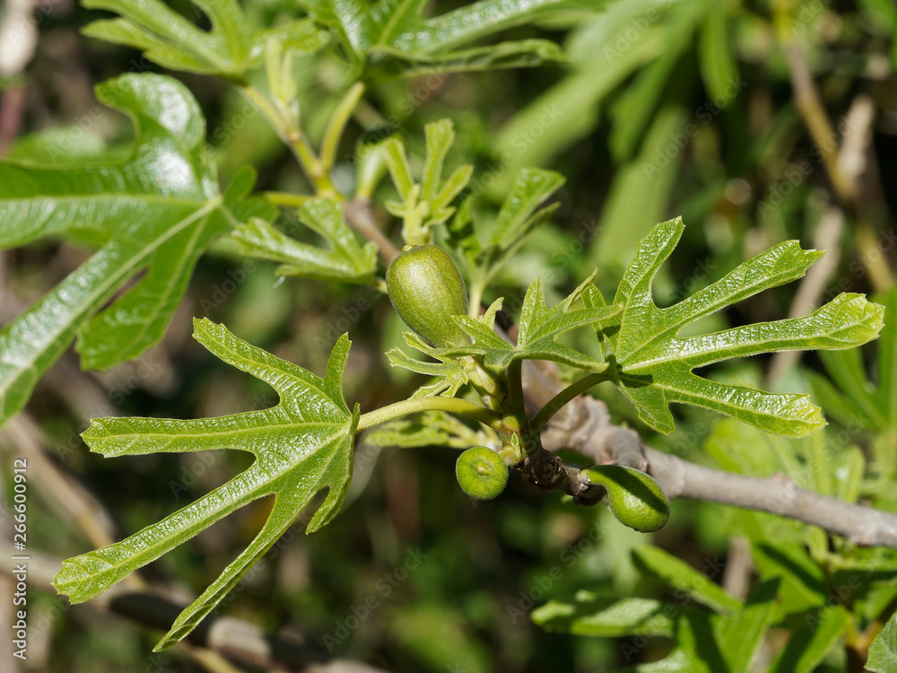 Ficus carica Figuier comestible ou figuier commun aux grandes feuilles palmées et velues, au