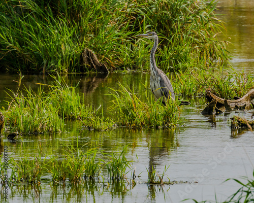 40.                                            .                                                                            90-98         .                                                          ..Ardea cineria  Heron  Grey Heron .25.08.18.                      