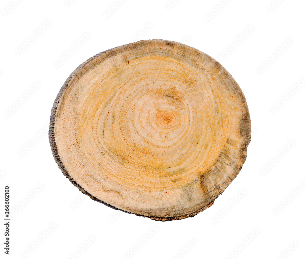 Smooth wood slice cut from the woods. Neutral brown sustainable tree rings made of hardwood. Smooth wood slice cut from the woods. Neutral brown sustainable tree rings made of hardwood.