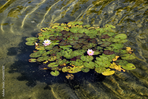 Blooming water lily in the pond. © Nadzeya