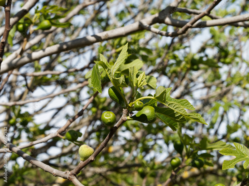 Figuier comestible (Ficus carica) aux petites figues non matures