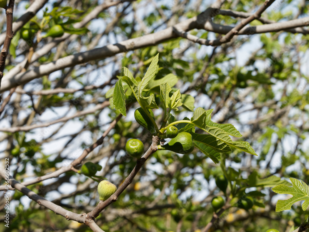 Figuier comestible (Ficus carica) aux petites figues non matures Stock Photo Adobe Stock