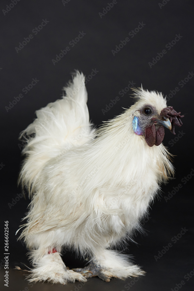 White fluffy chicken on black background