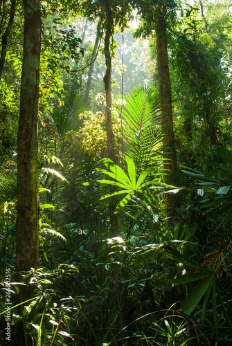 Sunrise shines on peat swamp forest.