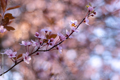 El rosado en la primavera