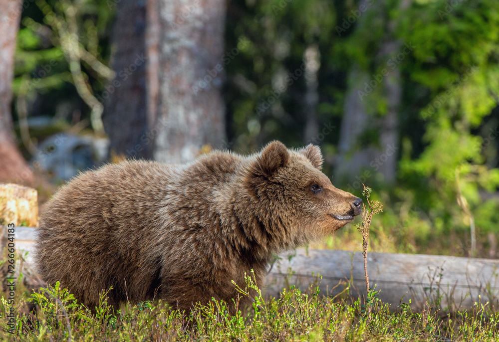 Cub of Brown Bear in the summer forest. Natural habitat. Scientific name: Ursus arctos. Cub of Brown Bear in the summer forest. Natural habitat. Scientific name: Ursus arctos.