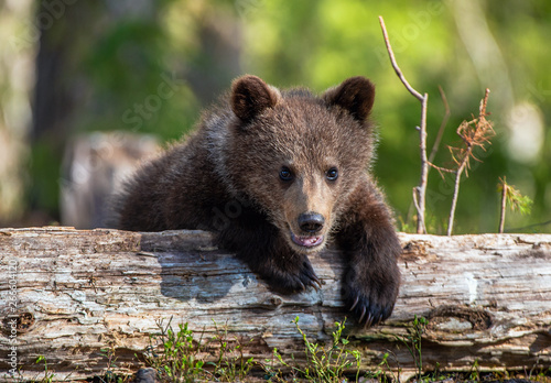 Wild brown bear cub close-up. Brown bear cub baby sitting on belly on fallen spruce tree looking at camera with green forest background.
