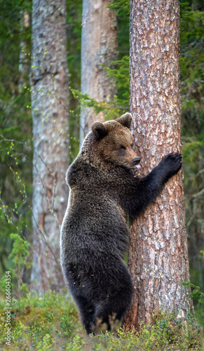 Brown bear standing on his hind legs in the summer forest. Natural Habitat. Brown bear, scientific name: Ursus arctos.