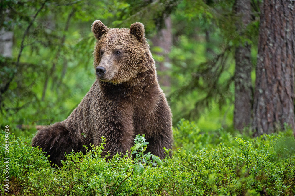 Wild adult Brown Bear in the summer forest. Scientific name: Ursus Arctos. Green natural forest background. Natural habitat. Wild adult Brown Bear in the summer forest. Scientific name: Ursus Arctos. Green natural forest background. Natural habitat.