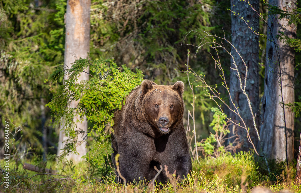 Male of Brown bear in the summer forest at sunny day. Green forest natural background. Scientific name: Ursus arctos. Natural habitat. Male of Brown bear in the summer forest at sunny day. Green forest natural background. Scientific name: Ursus arctos. Natural habitat.