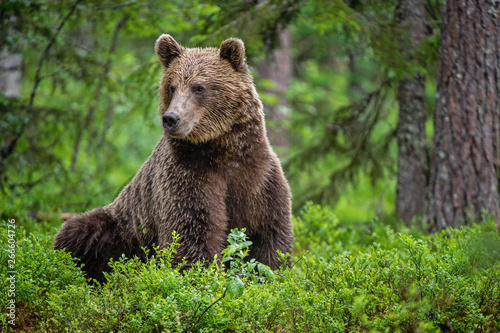 Wild adult Brown Bear in the summer forest. Scientific name: Ursus Arctos. Green natural forest background. Natural habitat.