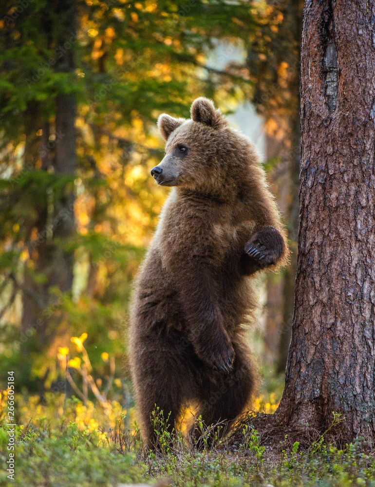Cub of Brown bear standing on his hind legs. Scientific name: Ursus Arctos Arctos. Summer forest in sunset light.