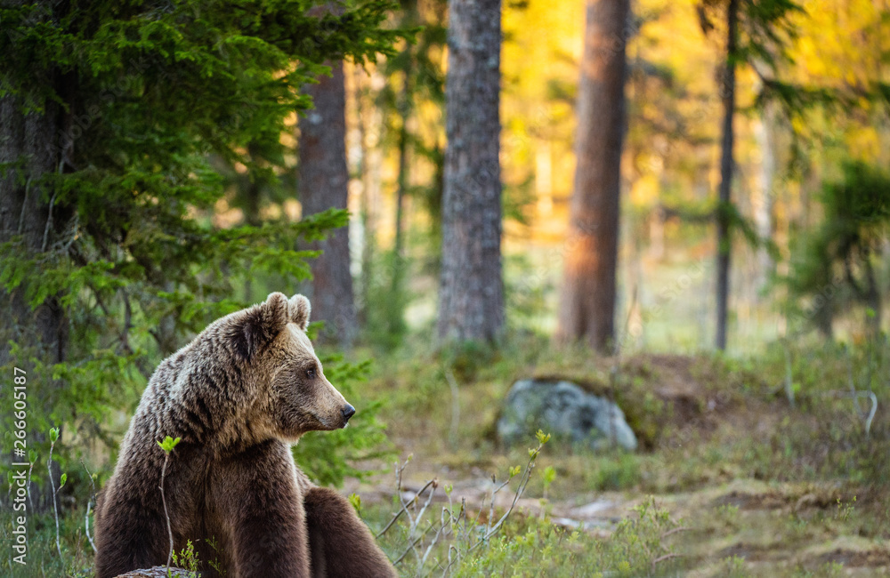 Naklejka premium Brown bear in summer forest at sunset light. Scientific name: Ursus Arctos.
