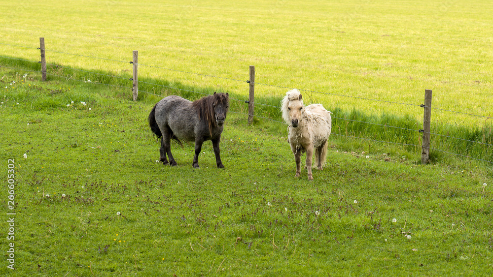 Shetlandpony's Shetlandpony's