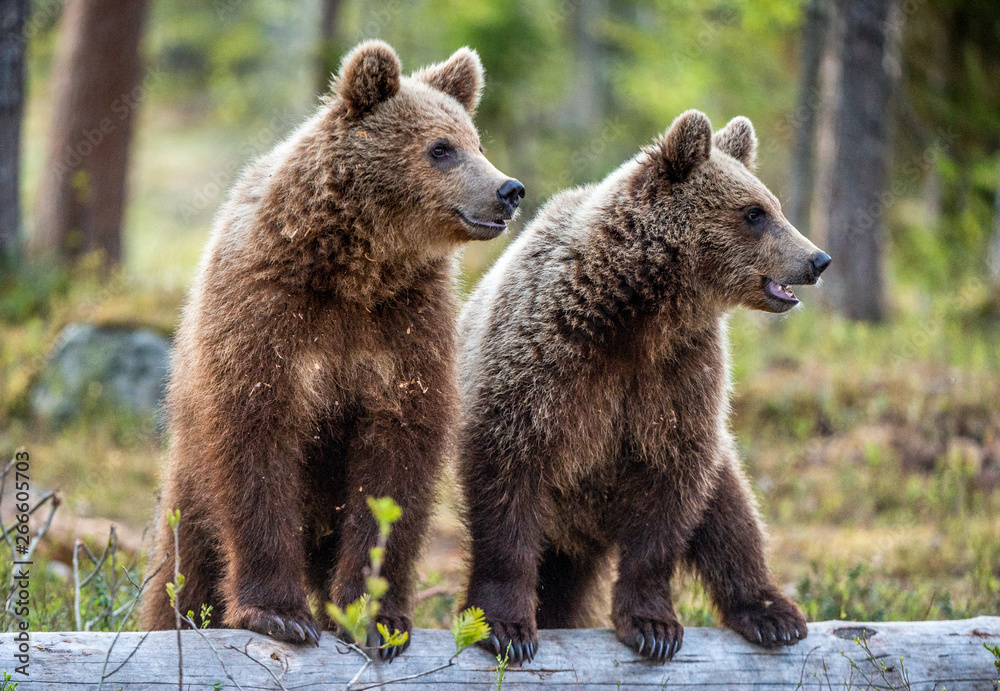 Obraz premium Cubs of Brown Bear in the summer forest. Natural habitat. Scientific name: Ursus arctos.