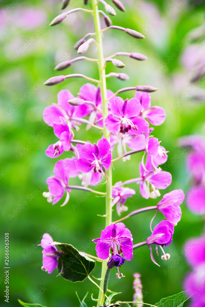 close-up picture of fireweed (Chamaenerion)in Alberta, Canada.