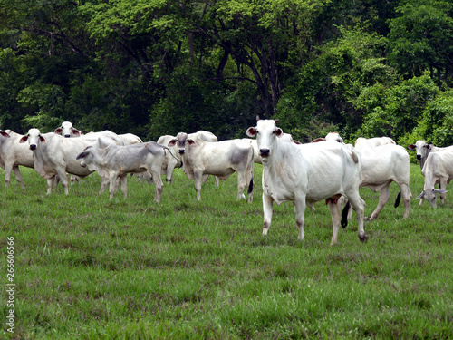 Fototapeta Naklejka Na Ścianę i Meble -  bovinos de carne en los campos