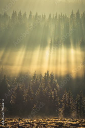 Amazing light rays above the forest.