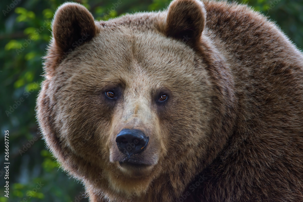 Obraz premium brown bear