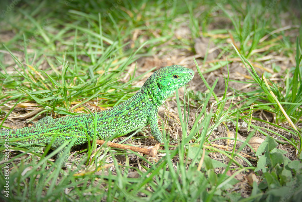 Beautiful little green lizard hiding from people at sunny day. Beautiful little green lizard hiding from people at sunny day.