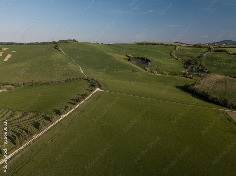 Verdi colline coltivate a grano nei pressi di Pesaro nella regione Marche in Italia 