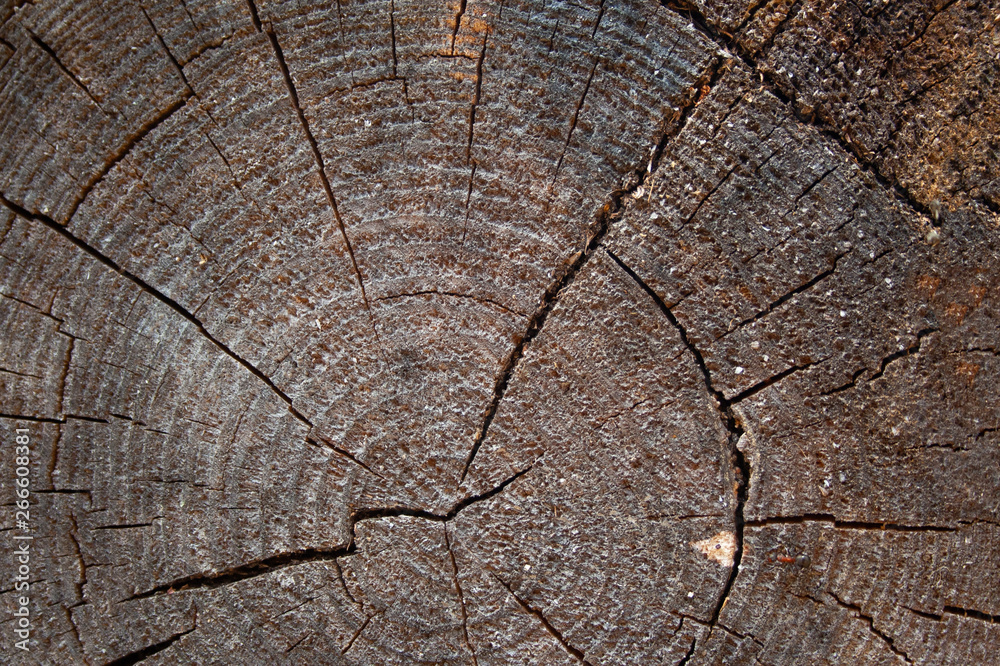 Fototapeta premium Aged and weathered wooden background. Texture of cut pine with age rings and cracks. Rough grain trunk texture