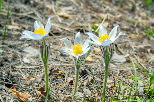 Beautiful spring white group of three flowers pulsatilla grows in the forest at spring day. Pulsatílla praténsis. White first spring flowers of may. © Quils