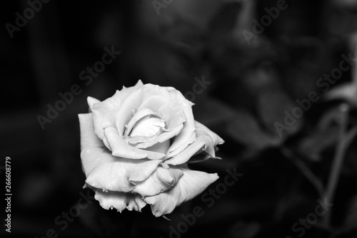 Closeup of beautiful rose flowers blooming in the garden.nature view of flower with black and white tone..