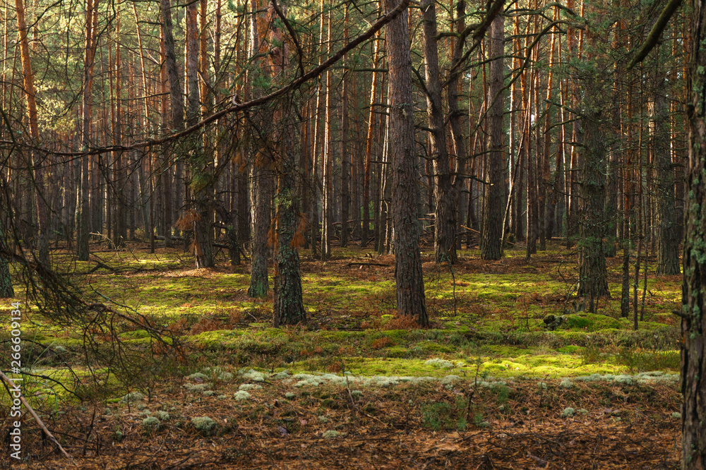 Fototapeta premium Sun rays through tree in a pine forest
