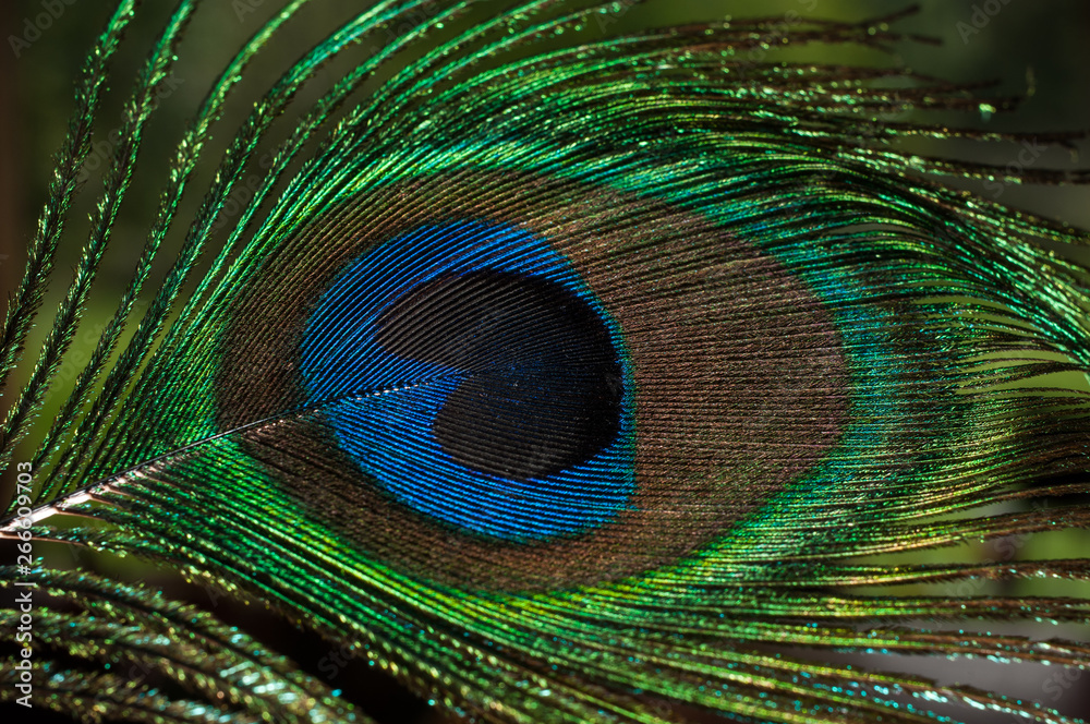 Fototapeta premium peacock feather on black background
