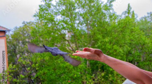 A pigeon in his hand