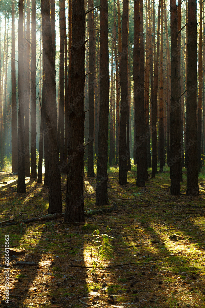 Fototapeta premium Sun rays through tree in a pine forest