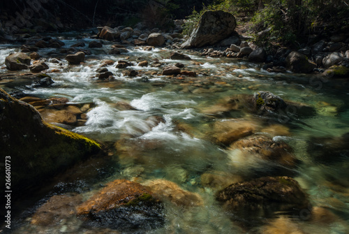 stream in forest