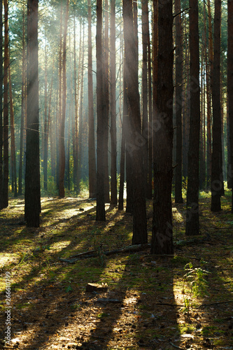 Sun rays through tree in a pine forest © natagolubnycha