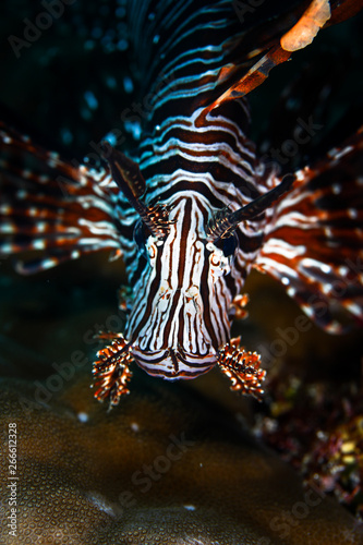 lionfish in front of coral