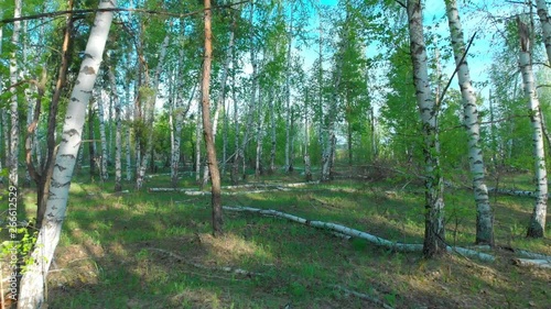 Birch Grove with green grass landscape