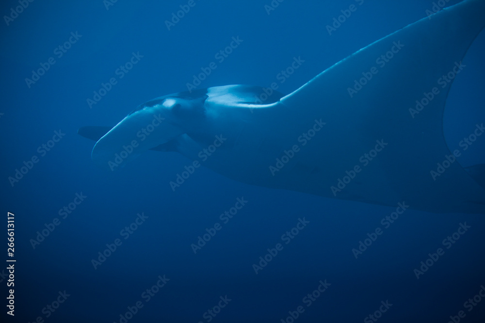 Obraz premium mantaray