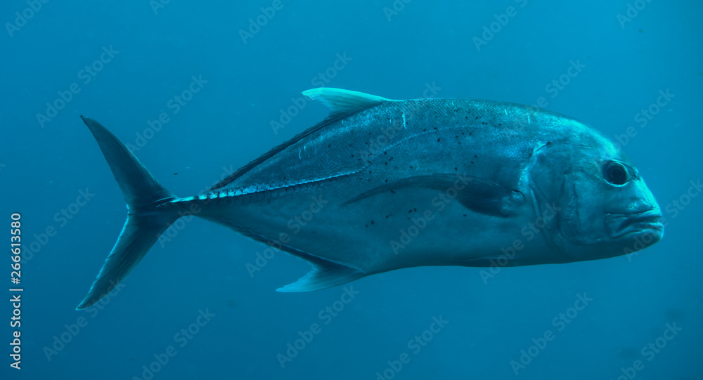 Fototapeta premium great trevally
