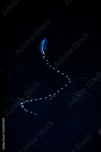 blackwater diving creature