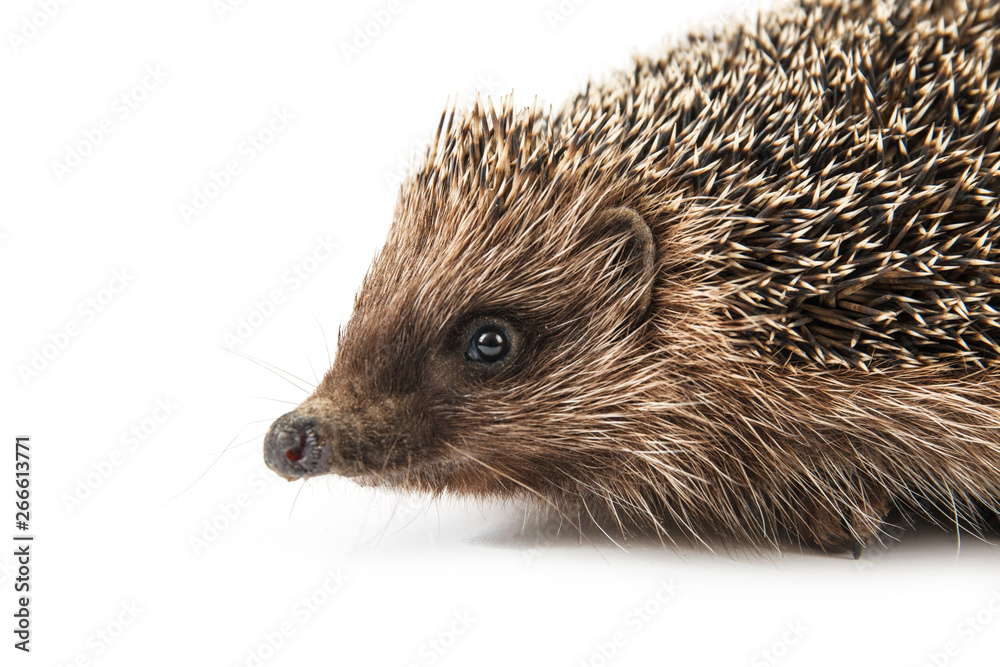 Obraz premium hedgehog isolated on white background