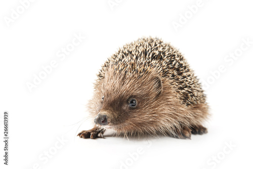 hedgehog isolated on white background