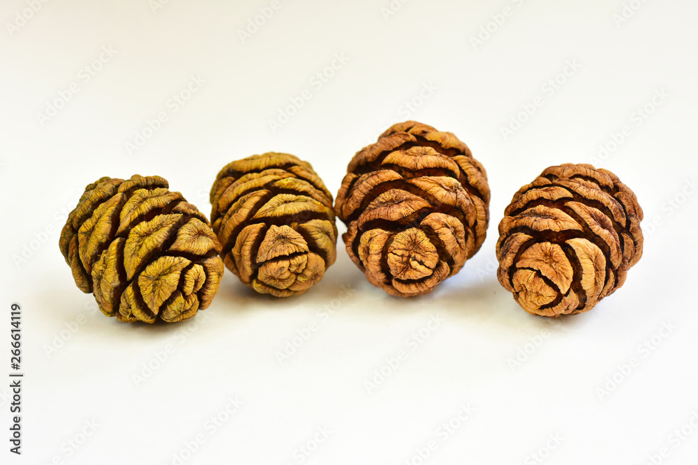 Seeds cones giant sequoia tree Seeds cones giant sequoia tree