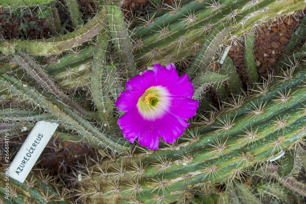 Cactus soehrensia formosa with flower azureocereus