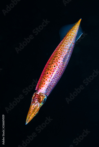 Obraz na plátně blackwater squid