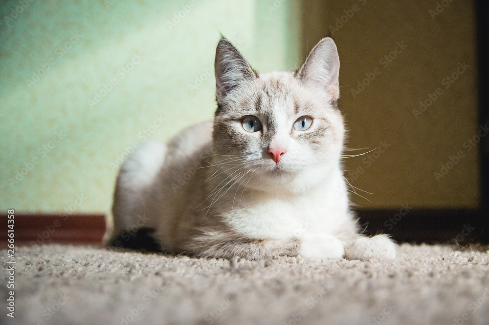 white cat lying on a carpet in a room and looking straight