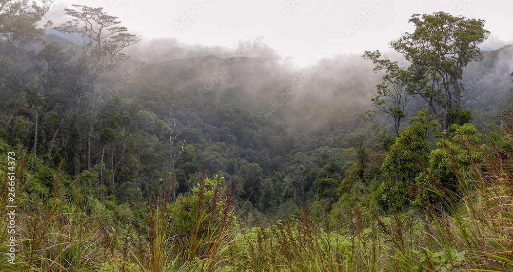 Wooded mountainside in a low lying cloud, shrouded in mist in a beautiful landscape view